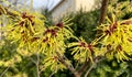 Hamamelis intermedia Pallida in march in Poland